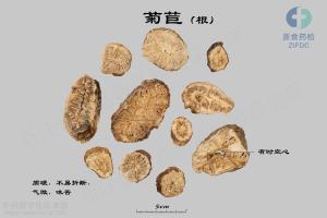 菊苣 标本图